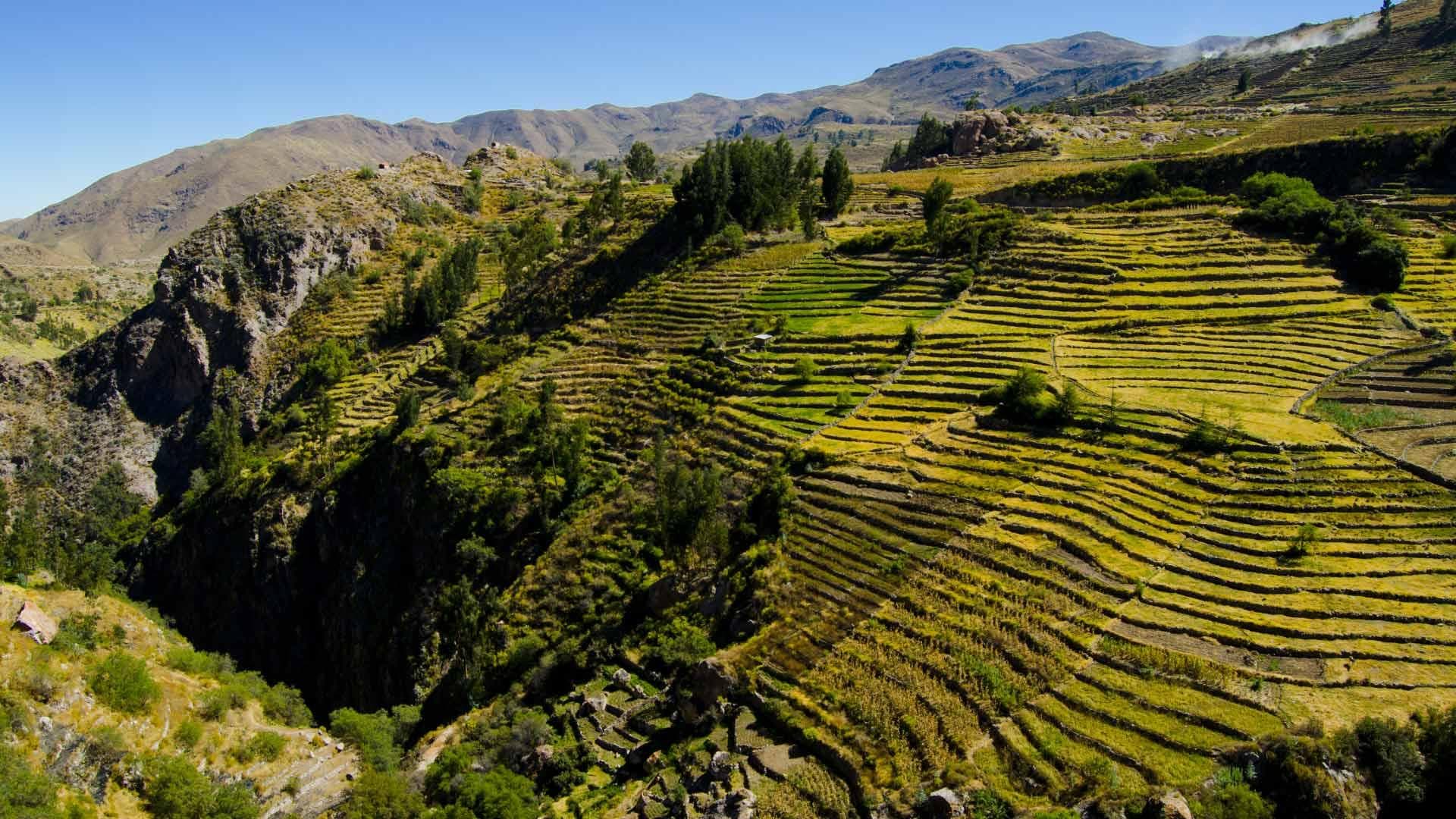Andenes de Tarata