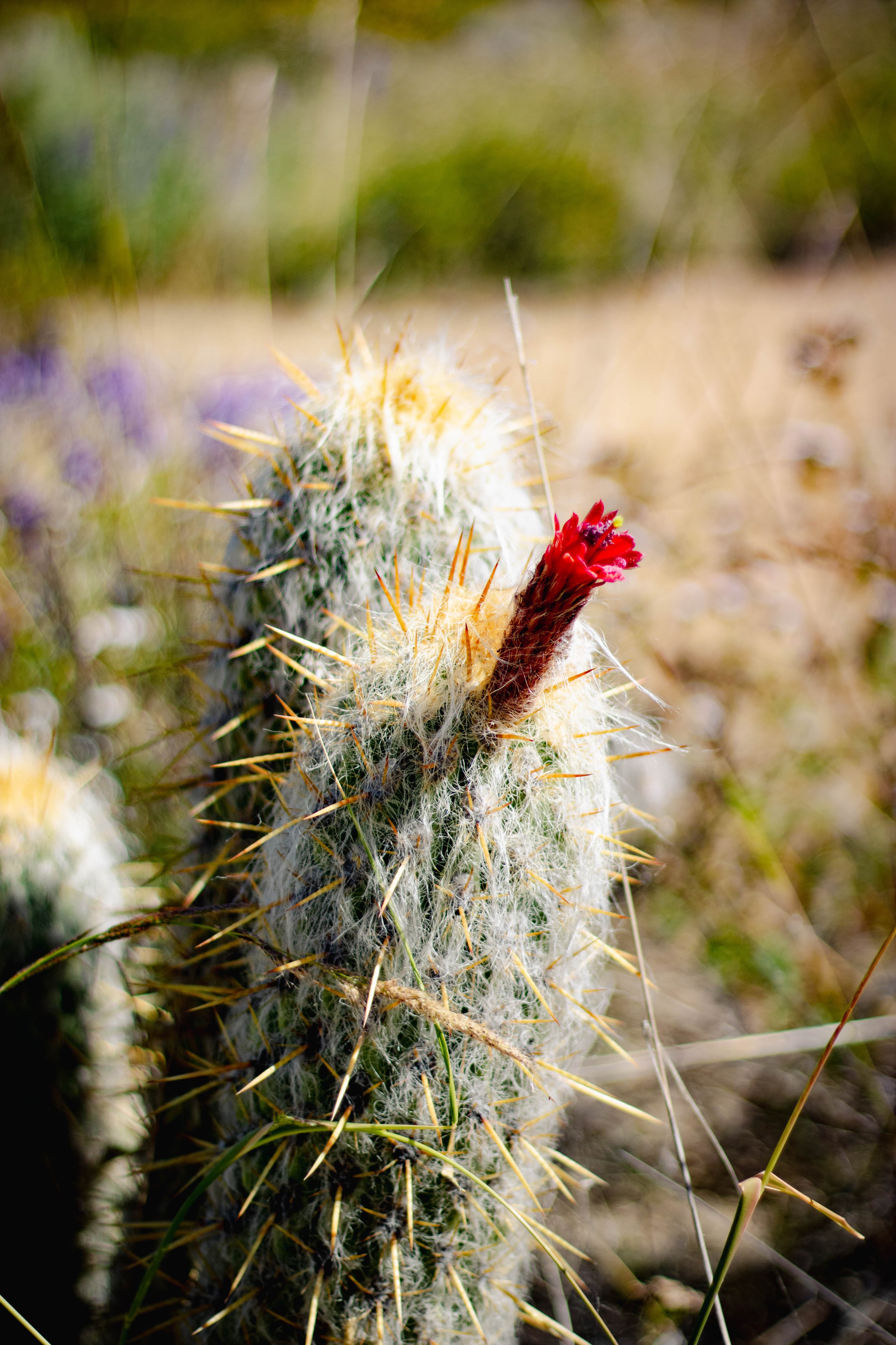 Cactus en su variedad